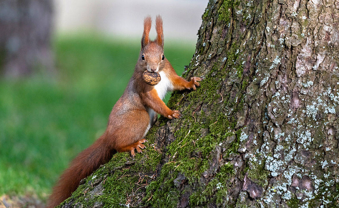 Pourquoi l'écureuil grimpe-t-il si bien aux arbres? - La Salamandre